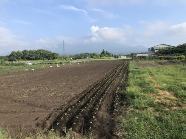 冬野菜の定植と播種をしました。